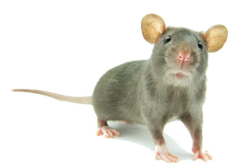 Grey Mouse1