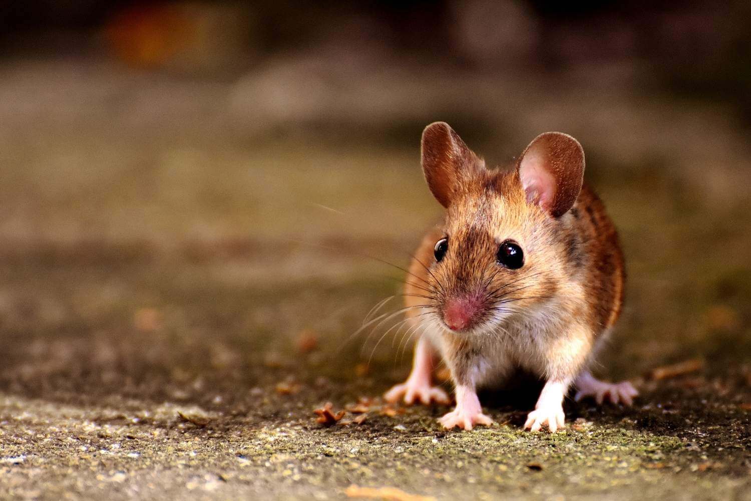 Milwaukee's #1 Rodent Control | Let's Get Rid of Mice and Rats